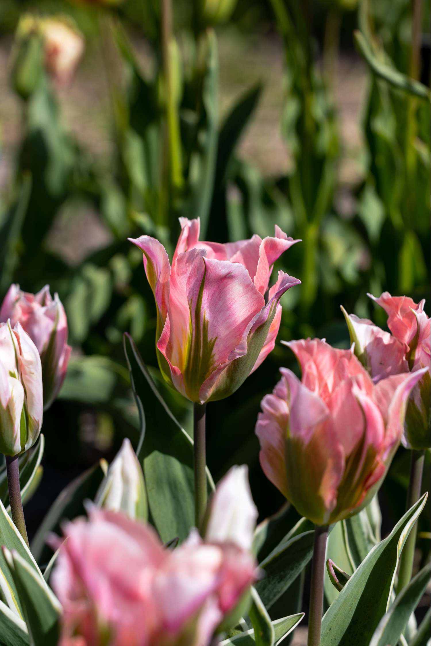 Tulpe 'China Town'